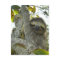 Sloth Up A Tree