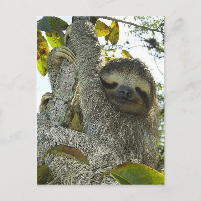 Sloth Up A Tree Postcard (Front)