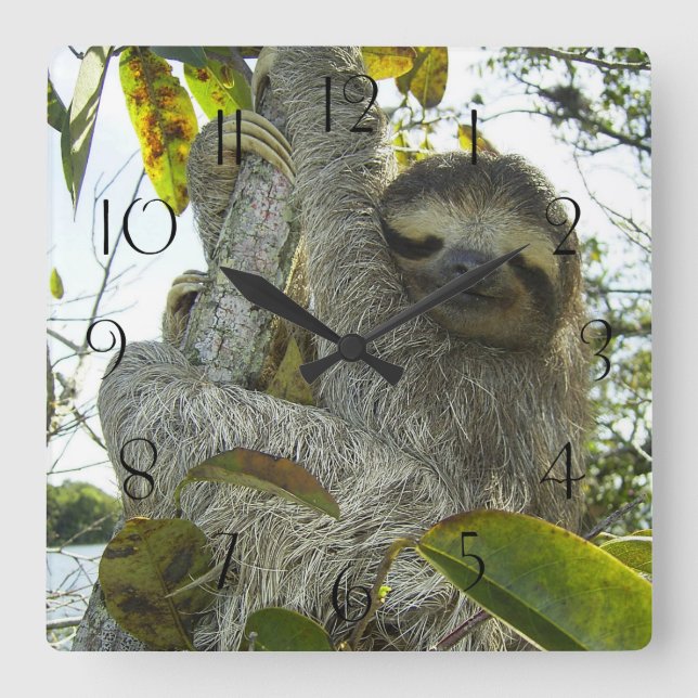 Sloth Up A Tree Square Wall Clock (Front)