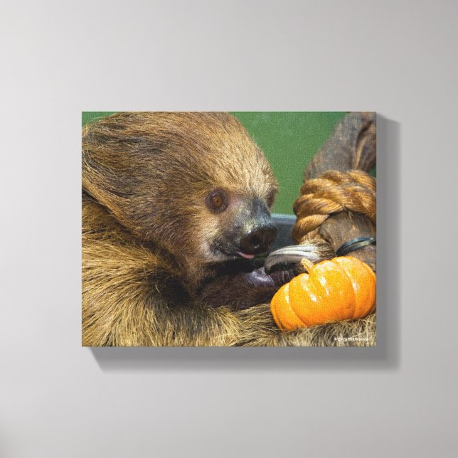 Sloth with Pumpkin Canvas Print (Front)