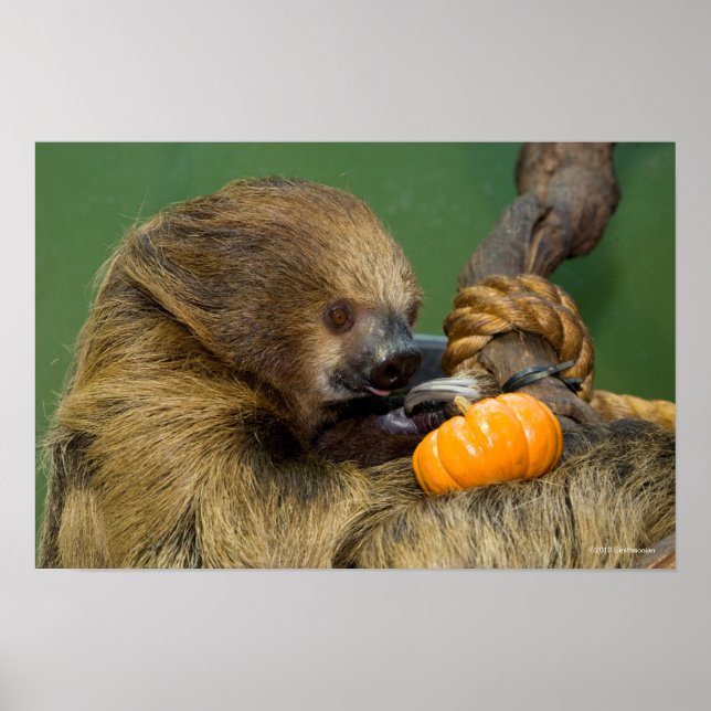 Sloth with Pumpkin Poster (Front)