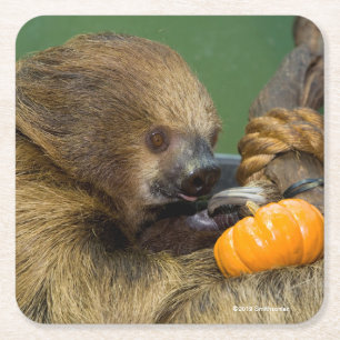 Sloth with Pumpkin Square Paper Coaster