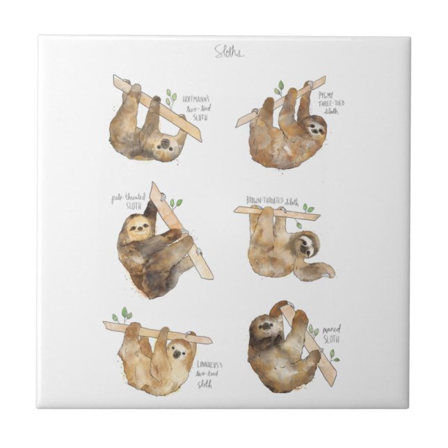 Sloths Classic  Tile (Front)