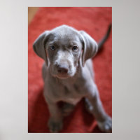 Slovakian Rough Haired Pointer 2