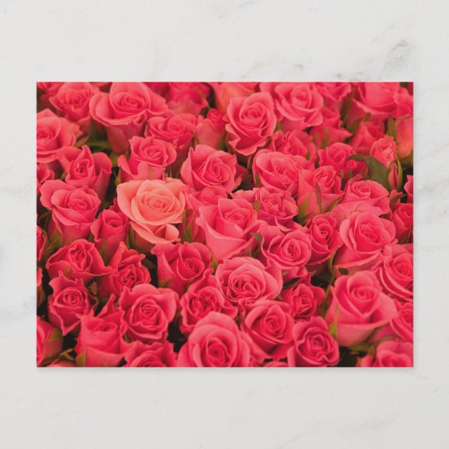 SLOVENIA, Ljubljana: Ljubljana Public Market / Postcard (Front)