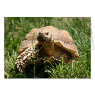 Slow but steady