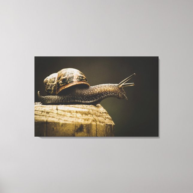 Slow but steady, Snail Canvas art print (Front)
