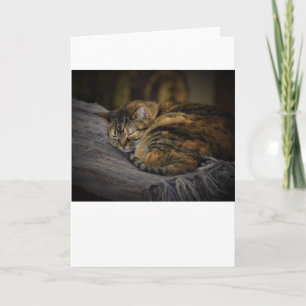 Slow Days, card