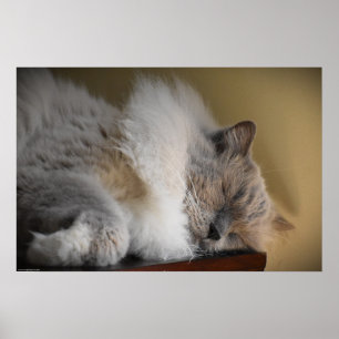Slow Days, Poster