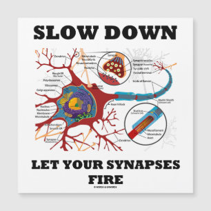 Slow Down Let Your Synapses Fire Neuropsychology