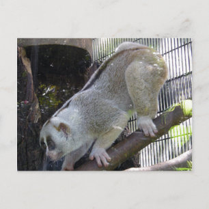 Slow Loris Descends Branch In Zoo Enclosure Postcard