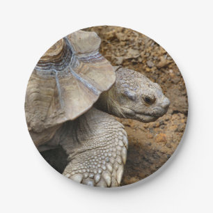 Slow Paper Plate