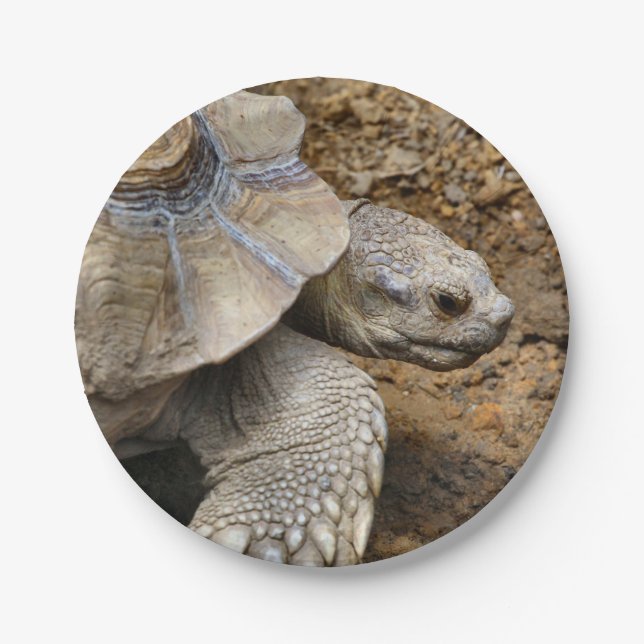 Slow Paper Plate (Front)