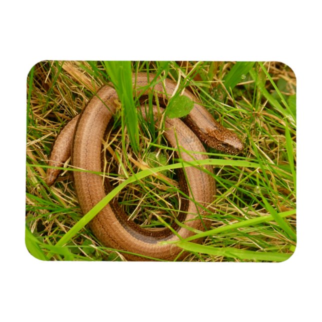 Slow Worm Magnet (Horizontal)