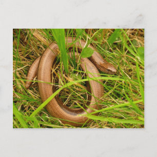Slow Worm Postcard