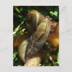 Slugs, Unalaska Island Postcard