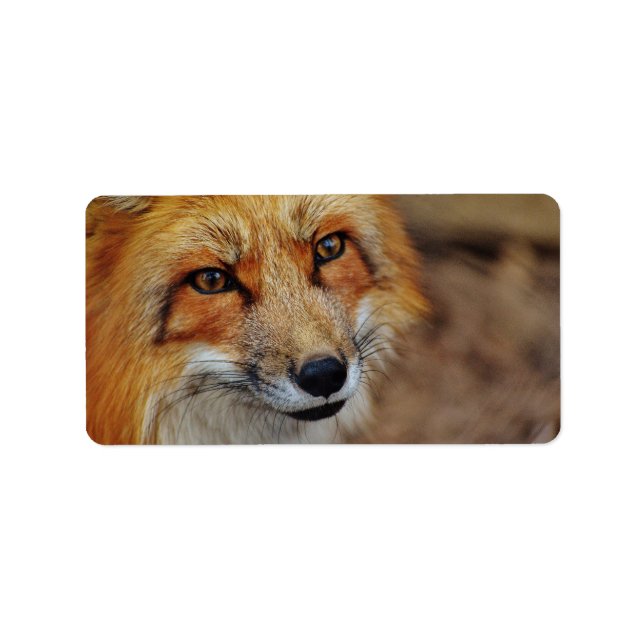 Sly Fox Label (Front)