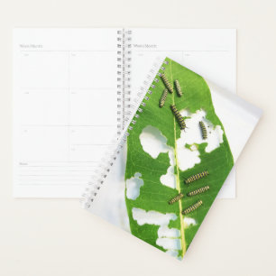 Sm Planner Tiny Monarch Caterpillars