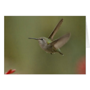 Small and mighty hummingbird