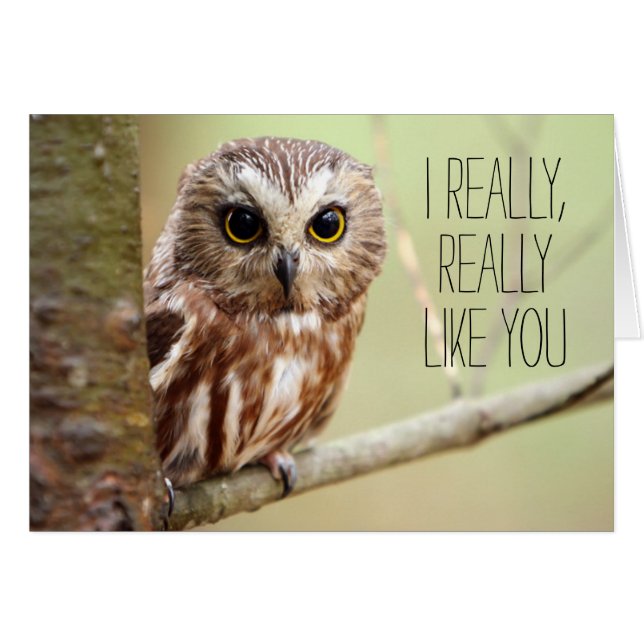 Small Baby Owl | Ontarios (Front Horizontal)