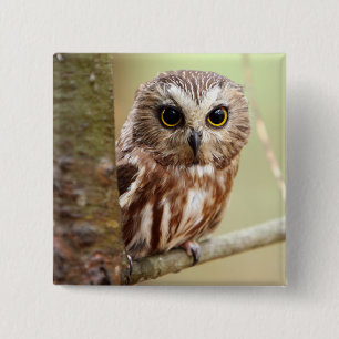 Small Baby Owl Ontarios 15 Cm Square Badge