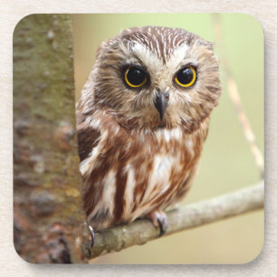 Small Baby Owl   Ontarios Coaster