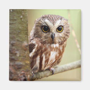 Small Baby Owl   Ontarios Magnet