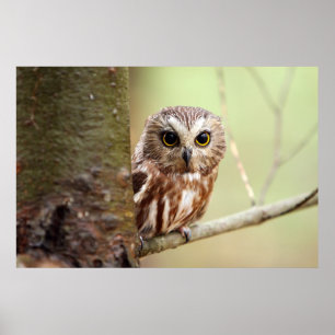 Small Baby Owl Ontarios Poster