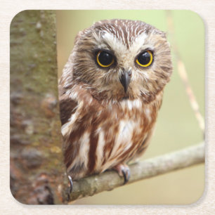 Small Baby Owl   Ontarios Square Paper Coaster