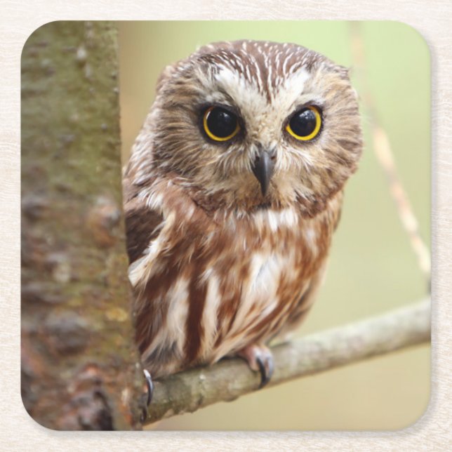 Small Baby Owl | Ontarios Square Paper Coaster (Front)