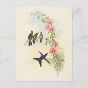 Small-Billed Thornbill   John Gould Postcard