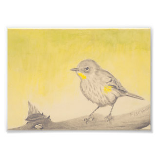 Small Bird Photo Print
