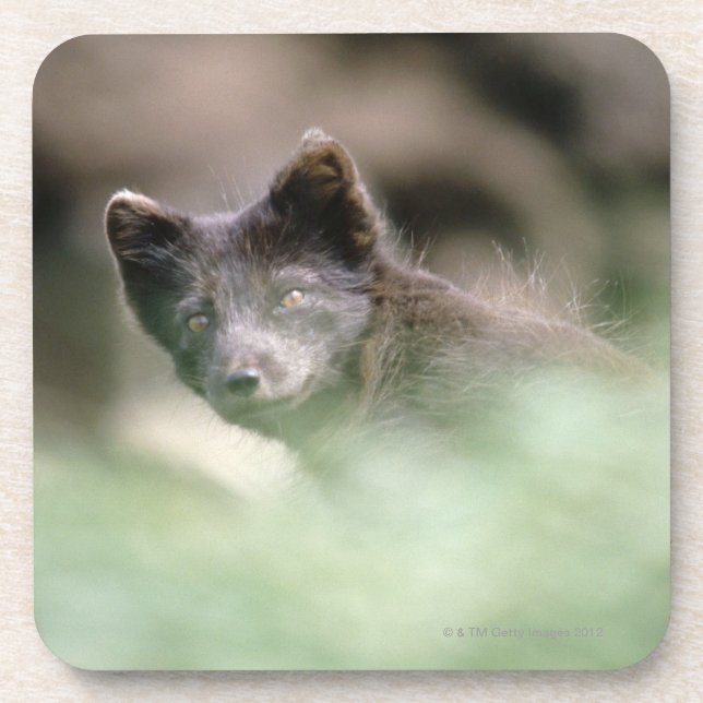 Small Black Wolf Coaster (Front)