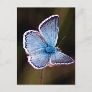 Small Blue Butterfly Postcard