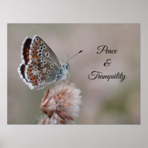 Small Blue Butterfly Poster