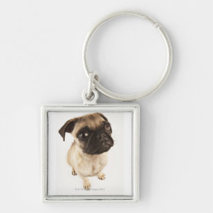 Small breed of dog with short muzzled face. key ring
