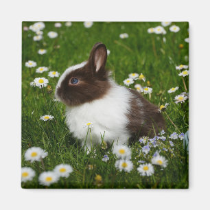 Small Brown and White Bunny in Flowers Magnet
