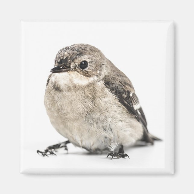 Small Brown Garden Bird Photo Magnet (Front)