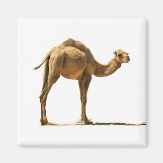 Small camel. magnet