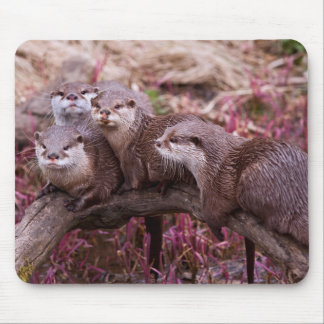 Small Clawed Otters Mousemat