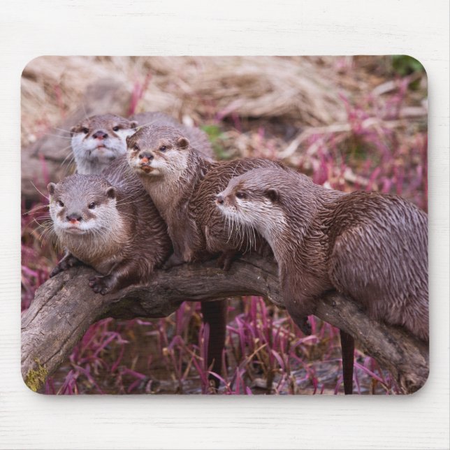 Small Clawed Otters Mousemat (Front)
