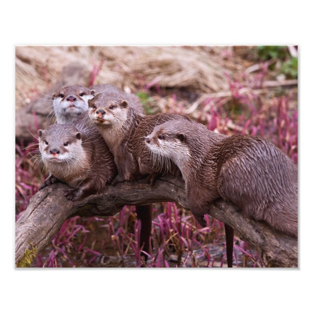 Small Clawed Otters Print (Front)