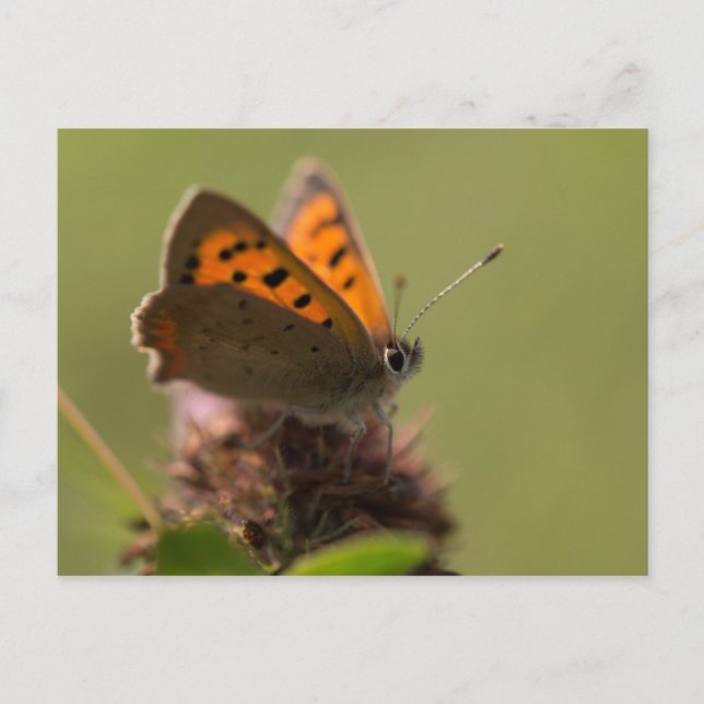 Small Copper Butterfly Postcard (Front)