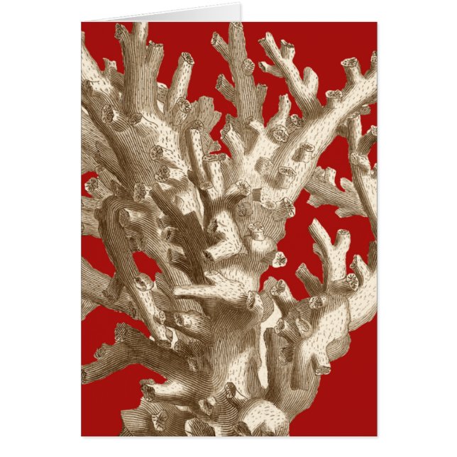 Small Coral in Red (Front)