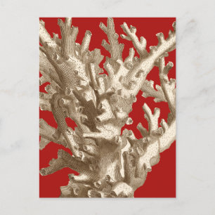 Small Coral in Red Postcard
