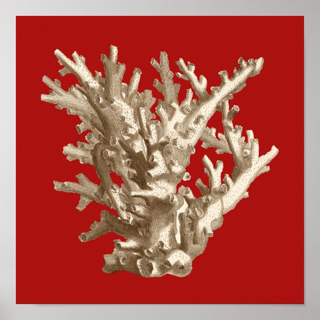 Small Coral in Red Poster (Front)