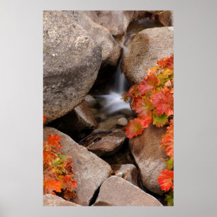 Small creek in autumn, California Poster
