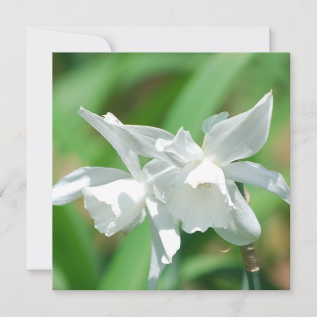 Small Cup Daffodils Invitations (Front)