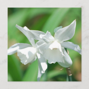 Small Cup Daffodils Invitations