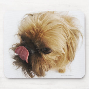 Small dog on white background, high angle view mouse mat
